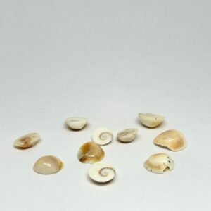 Gomti Chakra Loose Pieces
