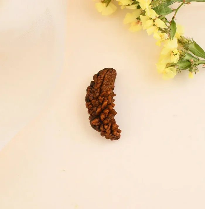 Authentic 1 Mukhi Rudraksha – Nepali Dana