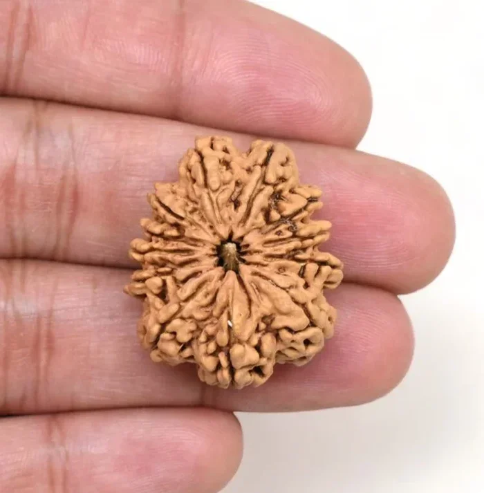 Authentic 12 Mukhi Rudraksha (Nepali Dana)