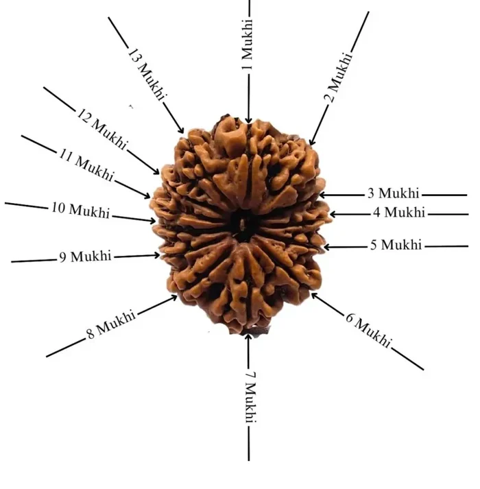 Authentic 13 Mukhi Rudraksha (Nepali Dana)