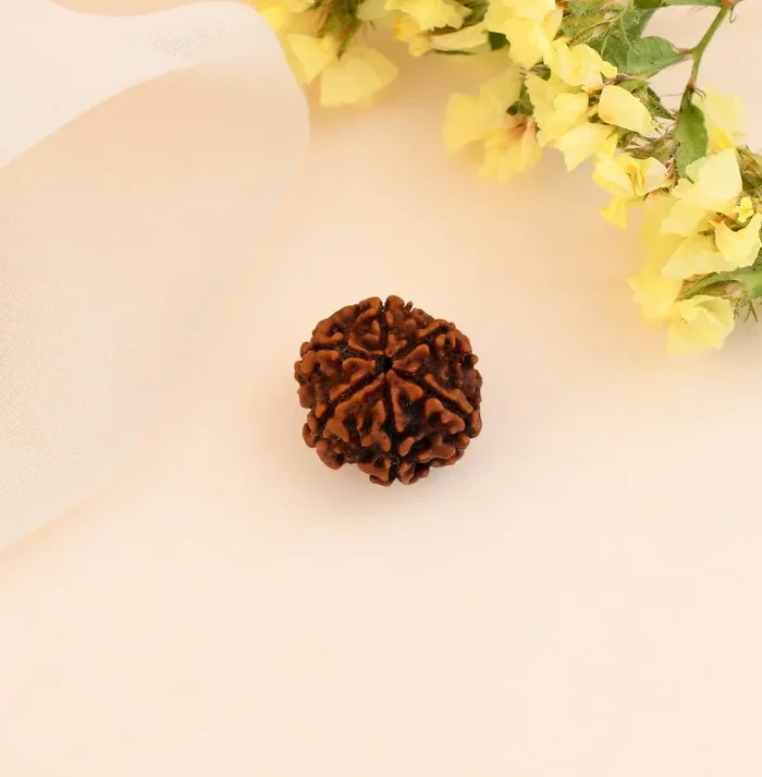 Authentic 6 Mukhi Rudraksha (Nepali Dana)