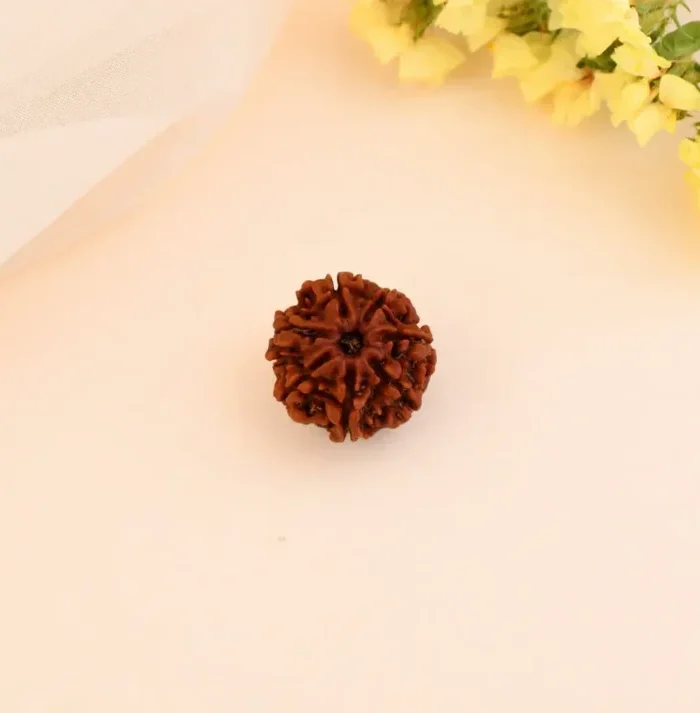 Authentic 7 Mukhi Rudraksha (Nepali Dana)