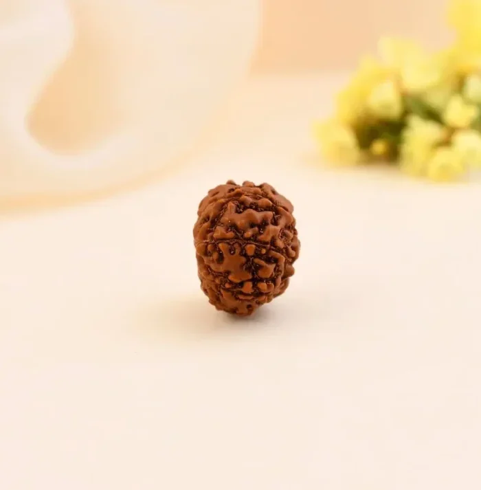 Authentic 8 Mukhi Rudraksha (Nepali Dana)