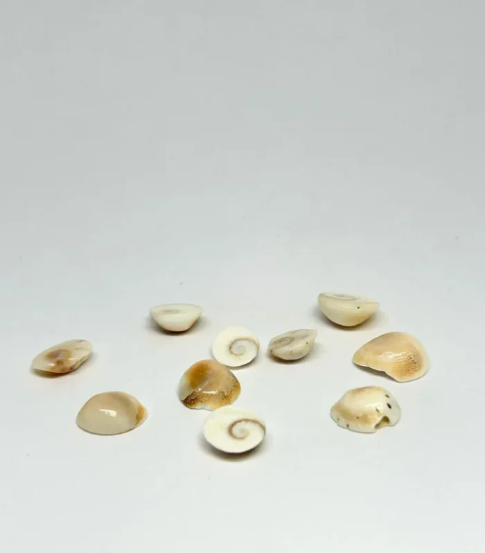 Gomti Chakra Loose Pieces